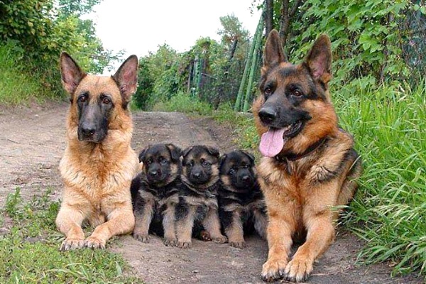 famiglia di cani