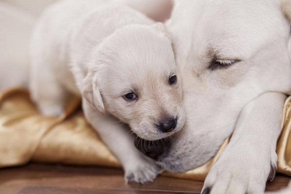 cane adulto e cucciolo