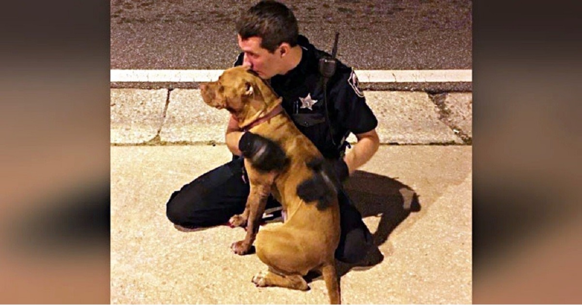 Cani salvati da agenti di polizia