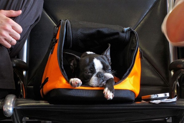 cane sedato in aereo