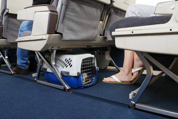 cane sotto il sedile in aereo