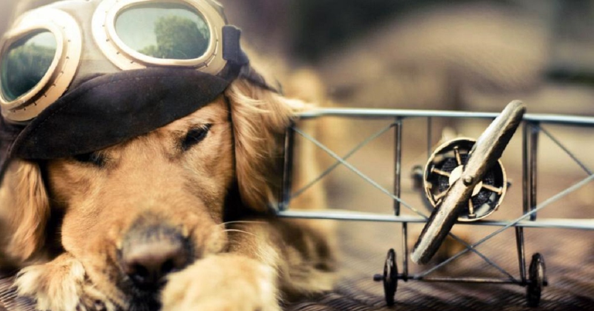Cani su voli intercontinentali: come affrontare il viaggio