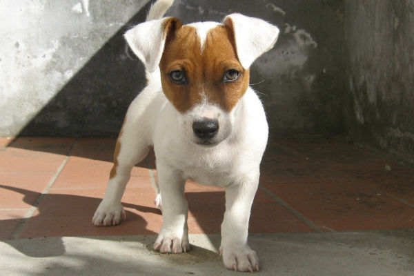 cane bianco e marrone