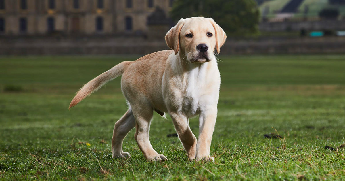 Cucciolo di cane, quando inizia a camminare? Cure e attenzioni