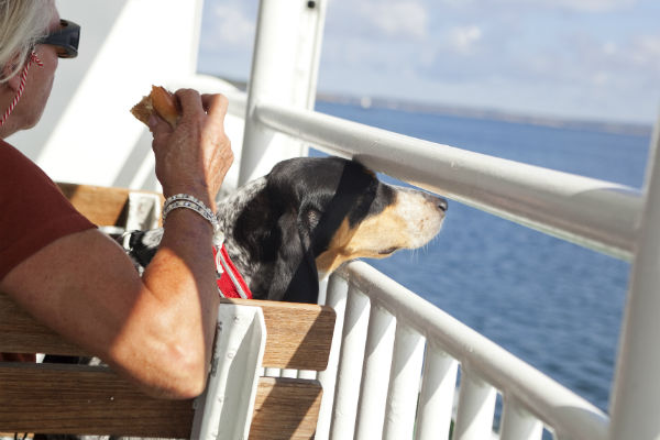 cane che osserva il mare