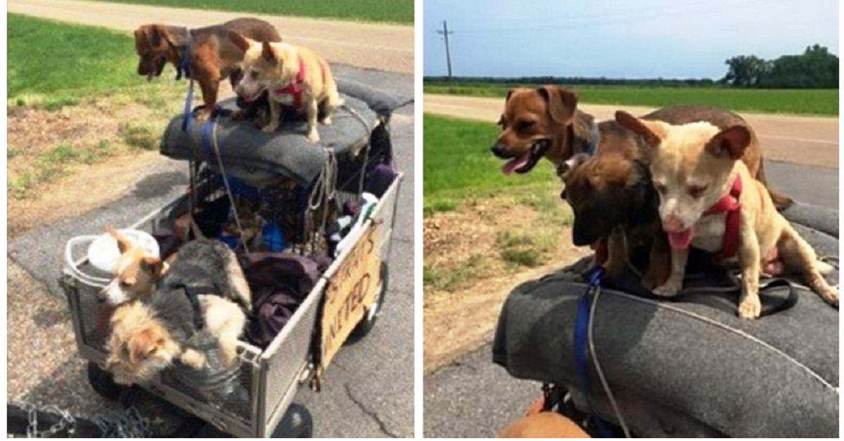 Cani viaggiano con un senzatetto per più di 3.000 km