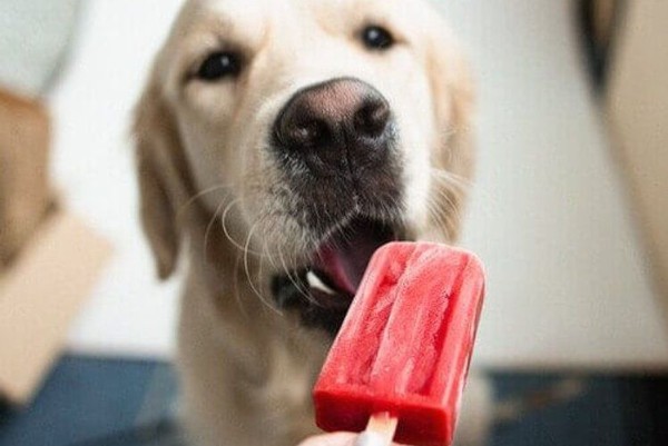 un labrador mangia un ghiacciolo