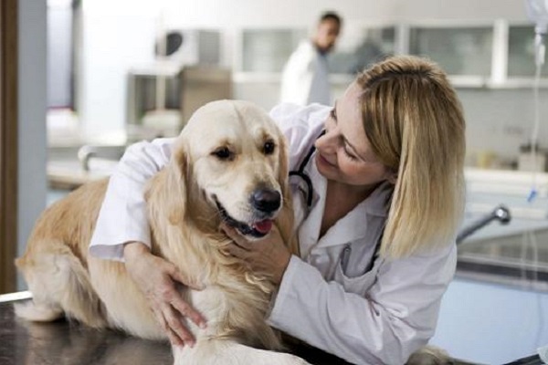 cane e veterinaria