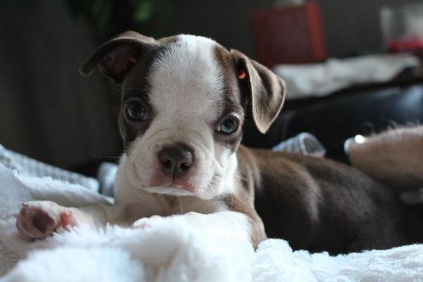 cucciolo di cane