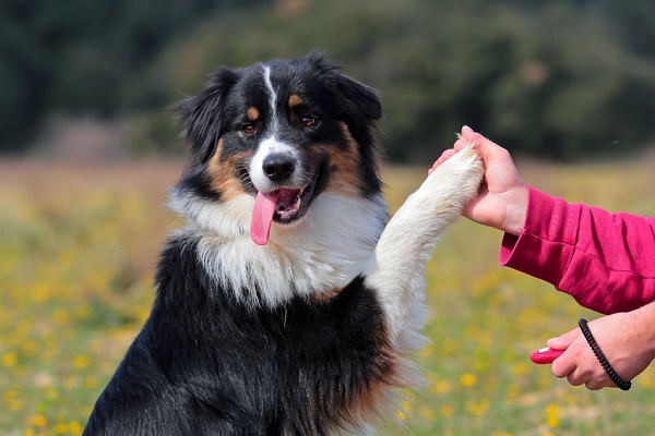 qua la zampa del cane