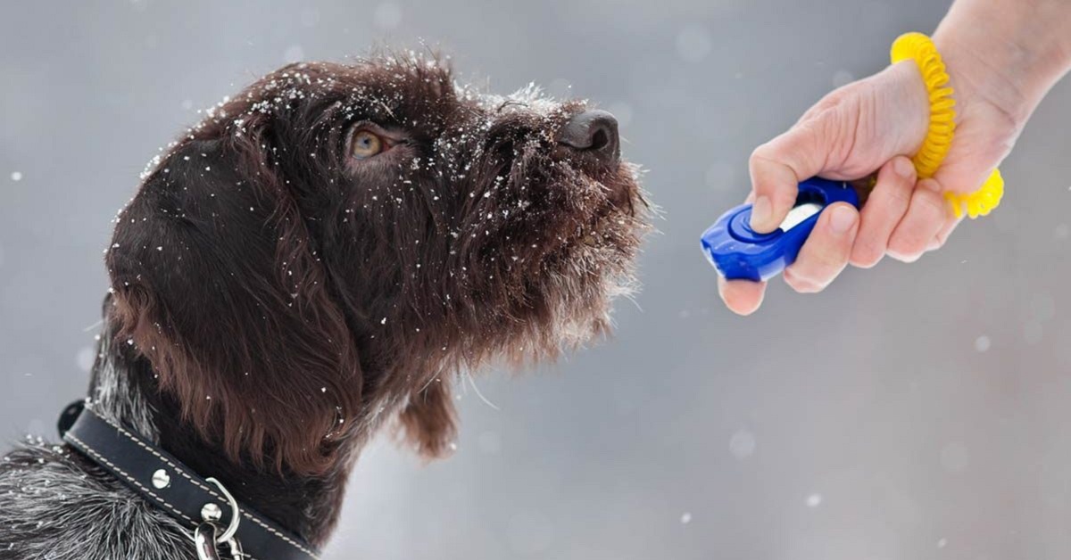 Clicker cane: cos’è e a cosa serve