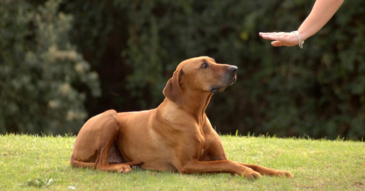 Come insegnare a un cane a stare giù in fretta