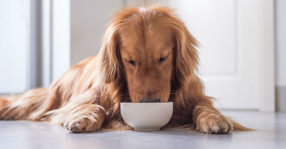 Come fare mangiare il cane più lentamente?