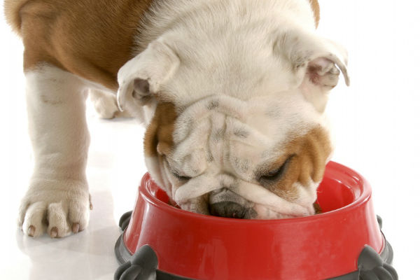 cane che mangia dalla ciotola