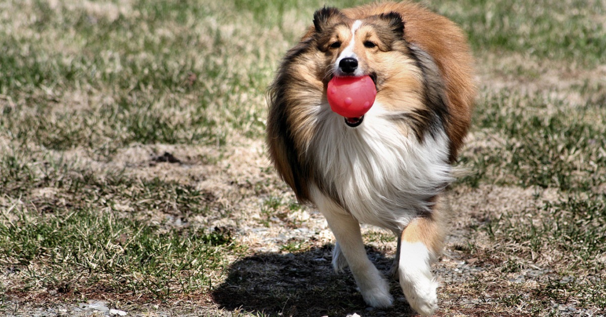 Come insegnare al cane il comando riporta