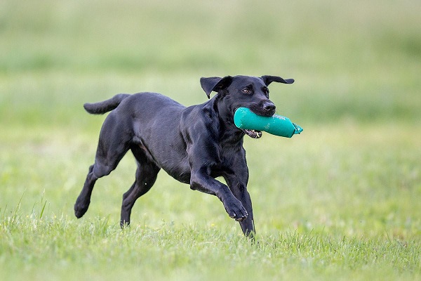 cane con bottiglia in bocca