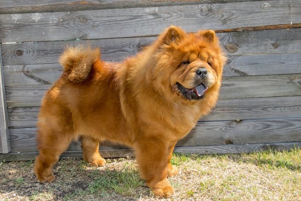 cane chow chow