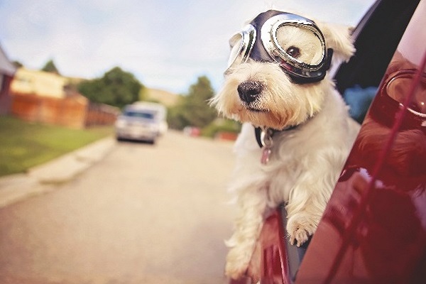 cane con occhiali da aviatore