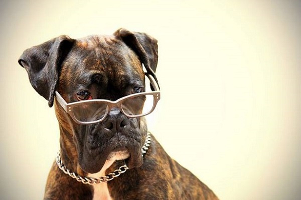 cane con occhiali
