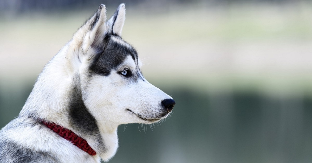 Comportamento cane femmina: cosa sapere