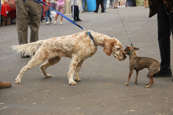 cani al guinzaglio