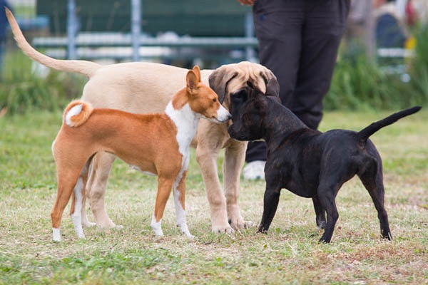 incontro tra cani