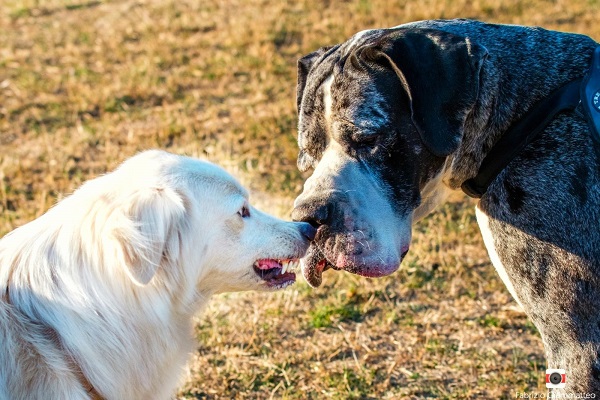 cane che ringhia a un altro