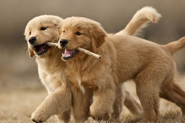 cuccioli di cane inseparabili