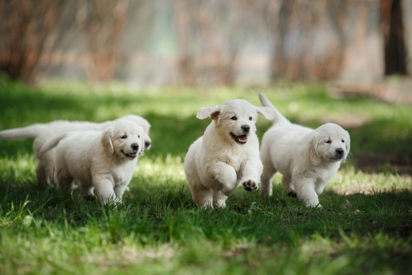 cuccioli di labrador corrono insieme