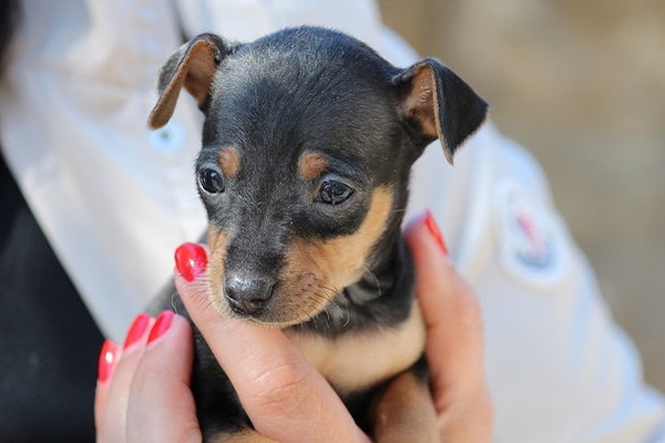 cucciolo di cane