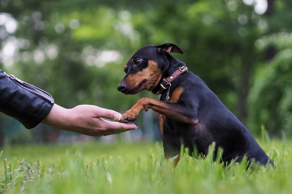 cane che dà la zampa