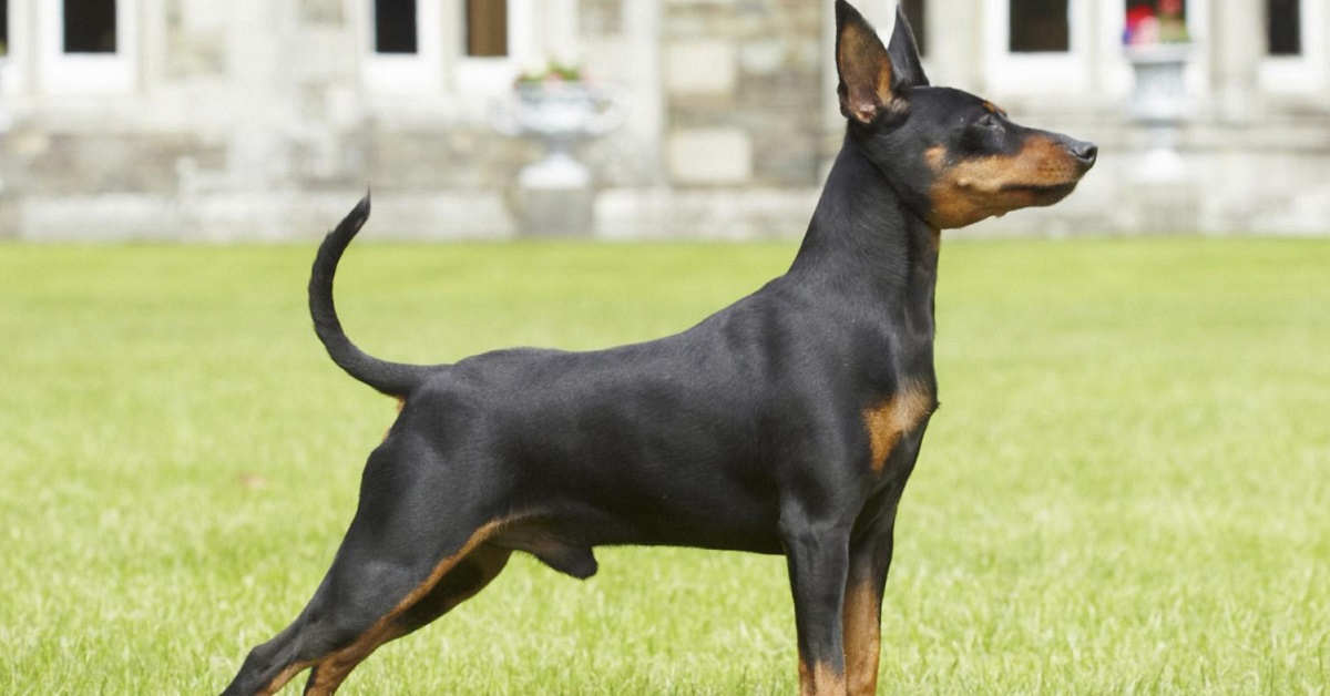 Cuccioli di pinscher nano: come educarli