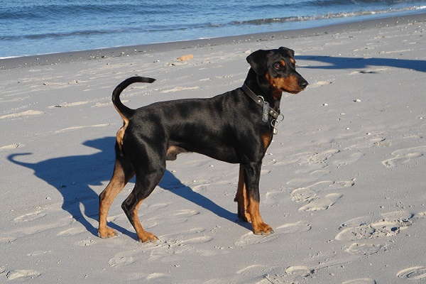 cane su spiaggia