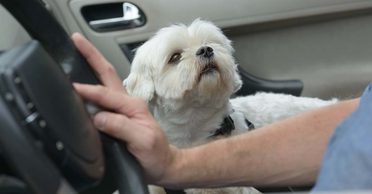Cuccioli e viaggio in auto: come fare, cosa sapere
