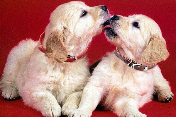 cuccioli di cane che si leccano