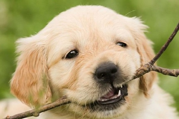 cucciolo di cane che morde