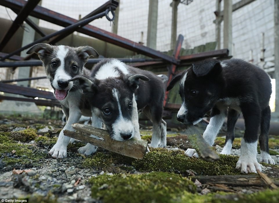 cuccioli-pripyat