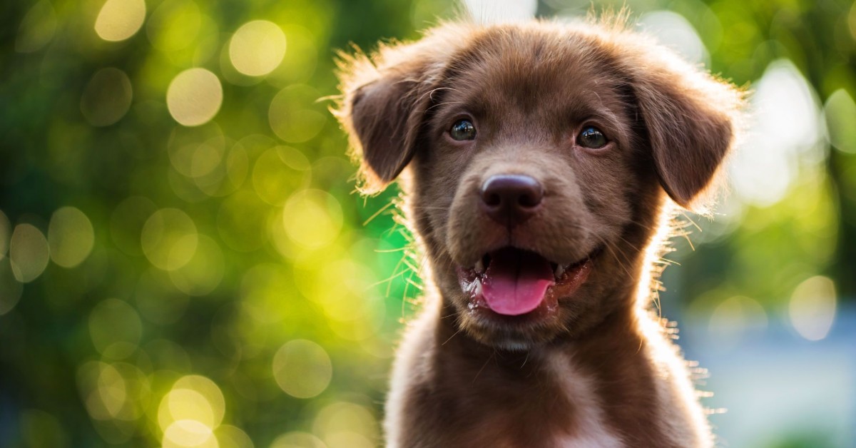 Come educare un cucciolo di cane bene e in fretta?