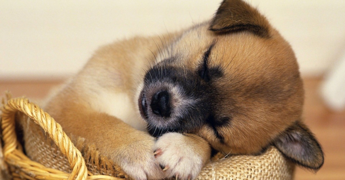 Cucciolo di cane, dove dorme? Come educarlo e che bisogna sapere