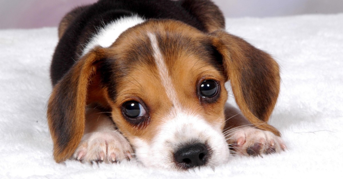 Neosporosi nei cani: cos’è questa malattia e perché arriva
