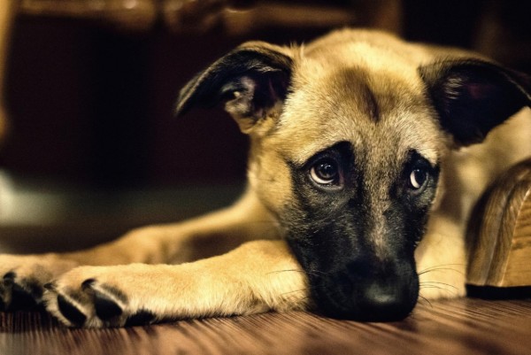 cucciolo con sguardo triste