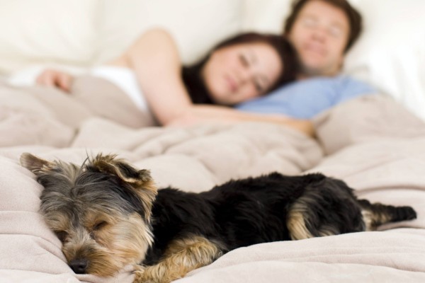 cucciolo di yorkshire dorme sul letto