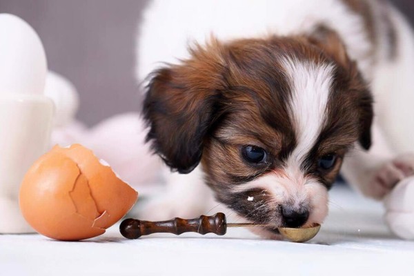 un cane mangia uova dal cucchiaino