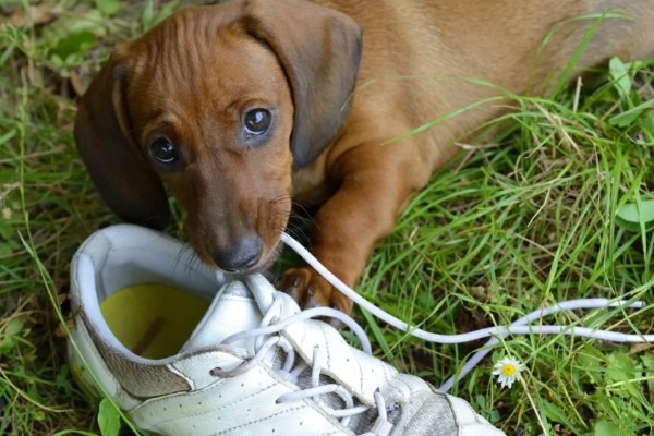 cucciolo morde lacci di scarpe