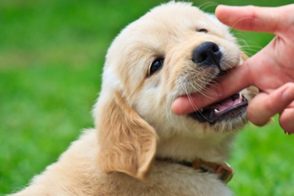 cucciolo di cane comportamenti