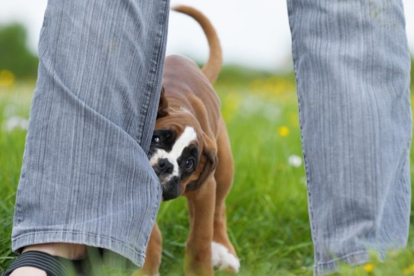 un cucciolo morde i pantaloni