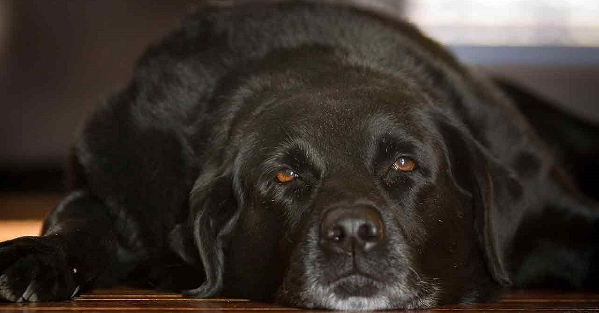 Danni dei cereali nel cane, Fido deve cambiare cibo?