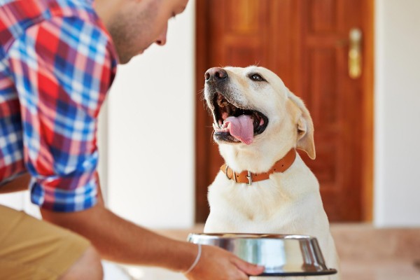 un cane felice aspetta la pappa