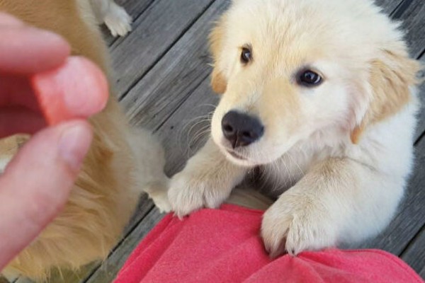 un cucciolo aspetta un biscotto