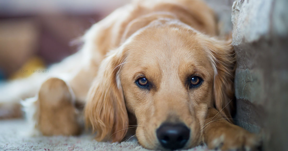 Decesso del cane: pratiche e regole da seguire